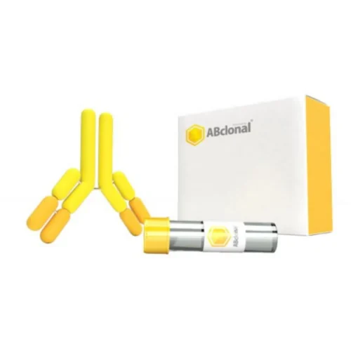 Primary Antibody