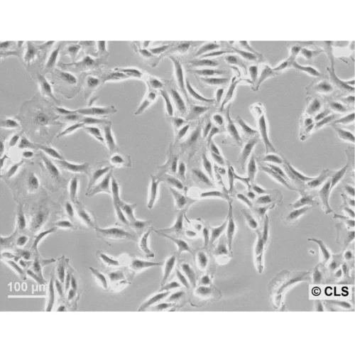 Animal Cells