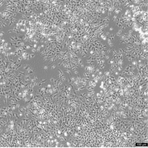 CHO Cells Catalogue number: 603479