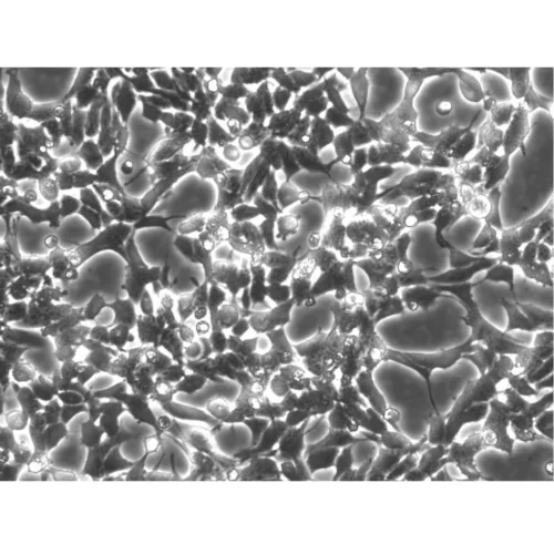 HEK293 Cells Catalgue number: 300192