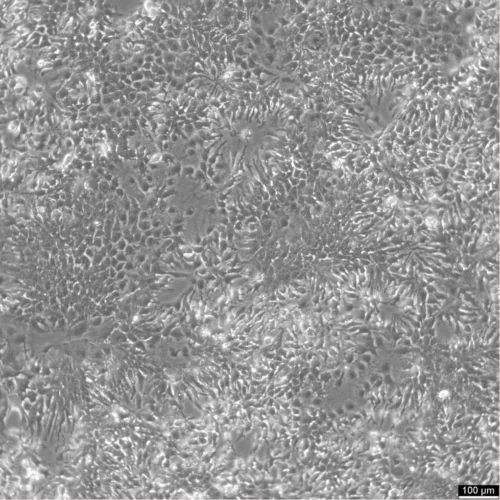 HuH7 Cells Catalog number: 300156