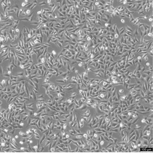Hela 229 Cells Catalogue number: 305056