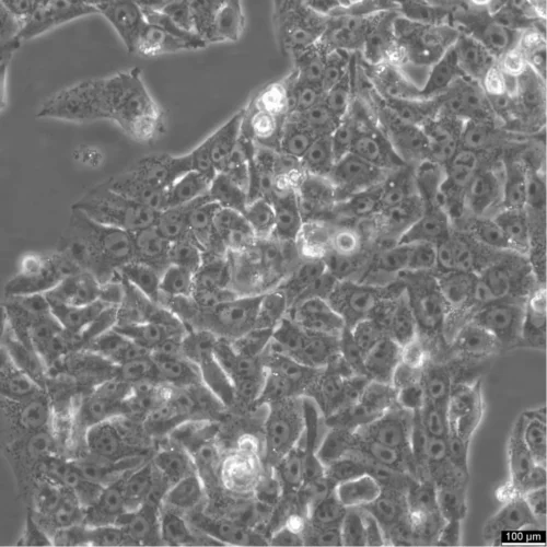 HepG2 Cells Catalogue number: 300198