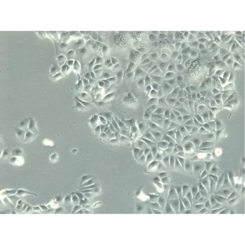 Human Cell Lines