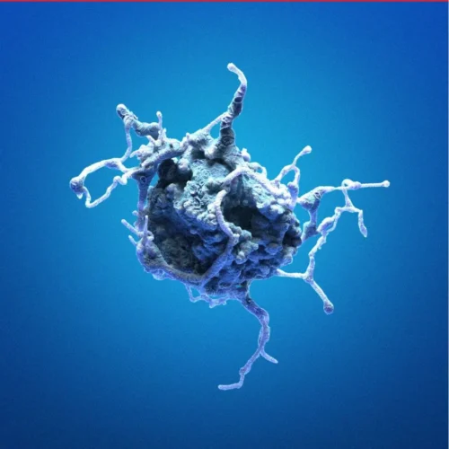 Primary Cells