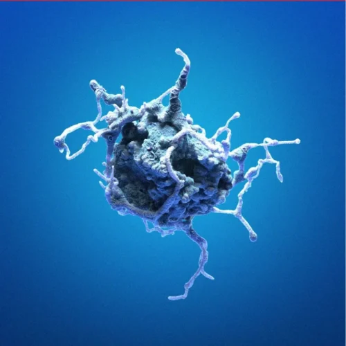 Reporter-labeled cells
