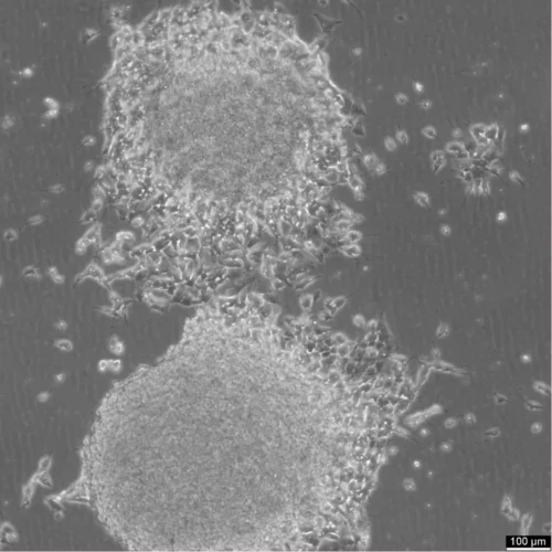 SH-SY5Y Cells Catalogue number: 300154