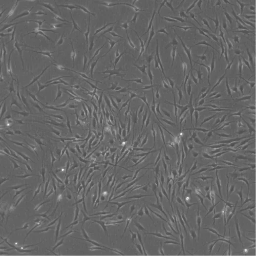 Stem Cells