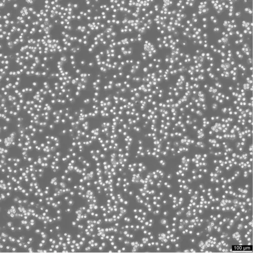 THP-1 Cells Catalogue number: 300356