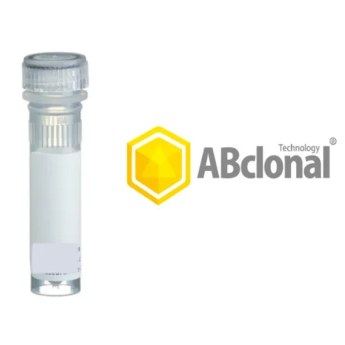Secondary Antibody